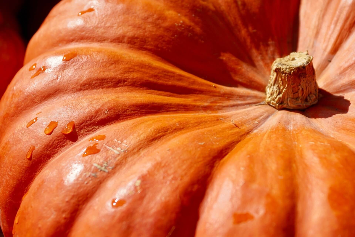 Sagra della Zucca e dei Porcini legnano